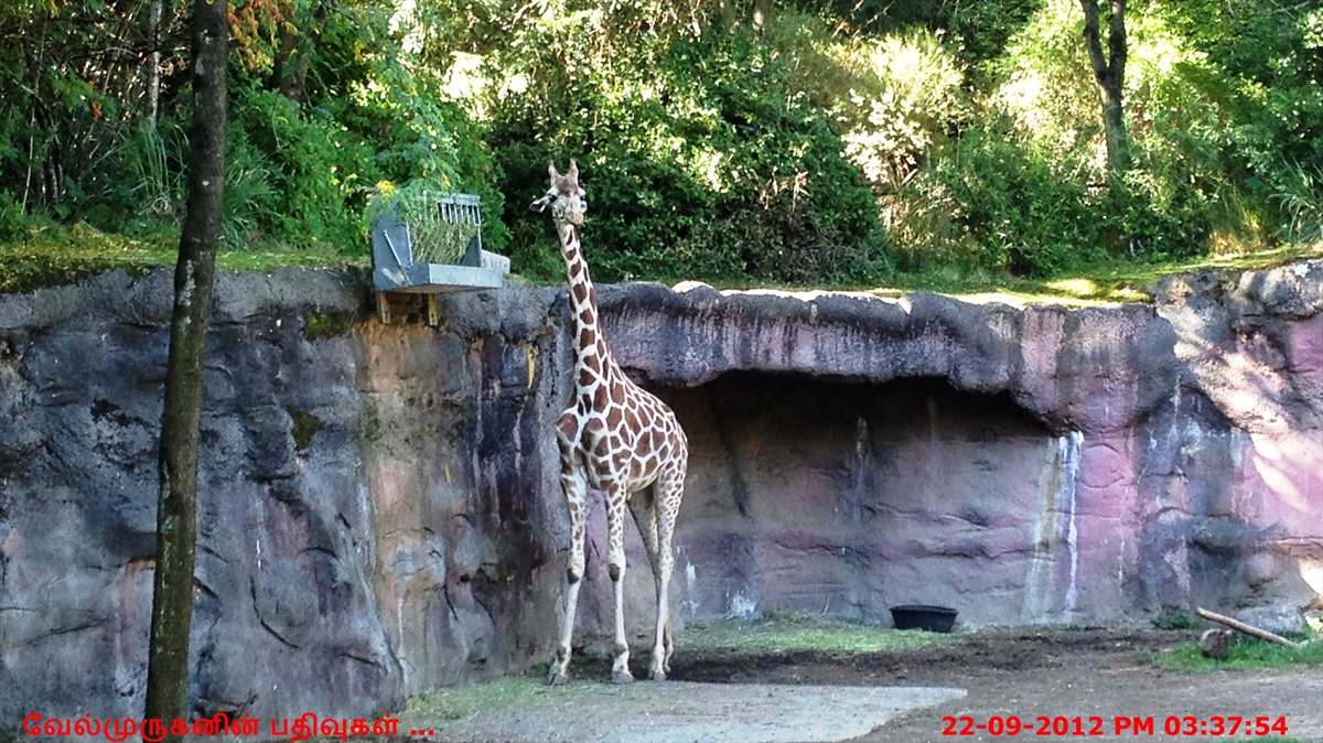 Portland Zoo Exploring My Life