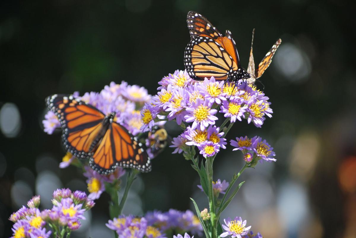 5 Butterfly Flowers Irresistible to Monarchs